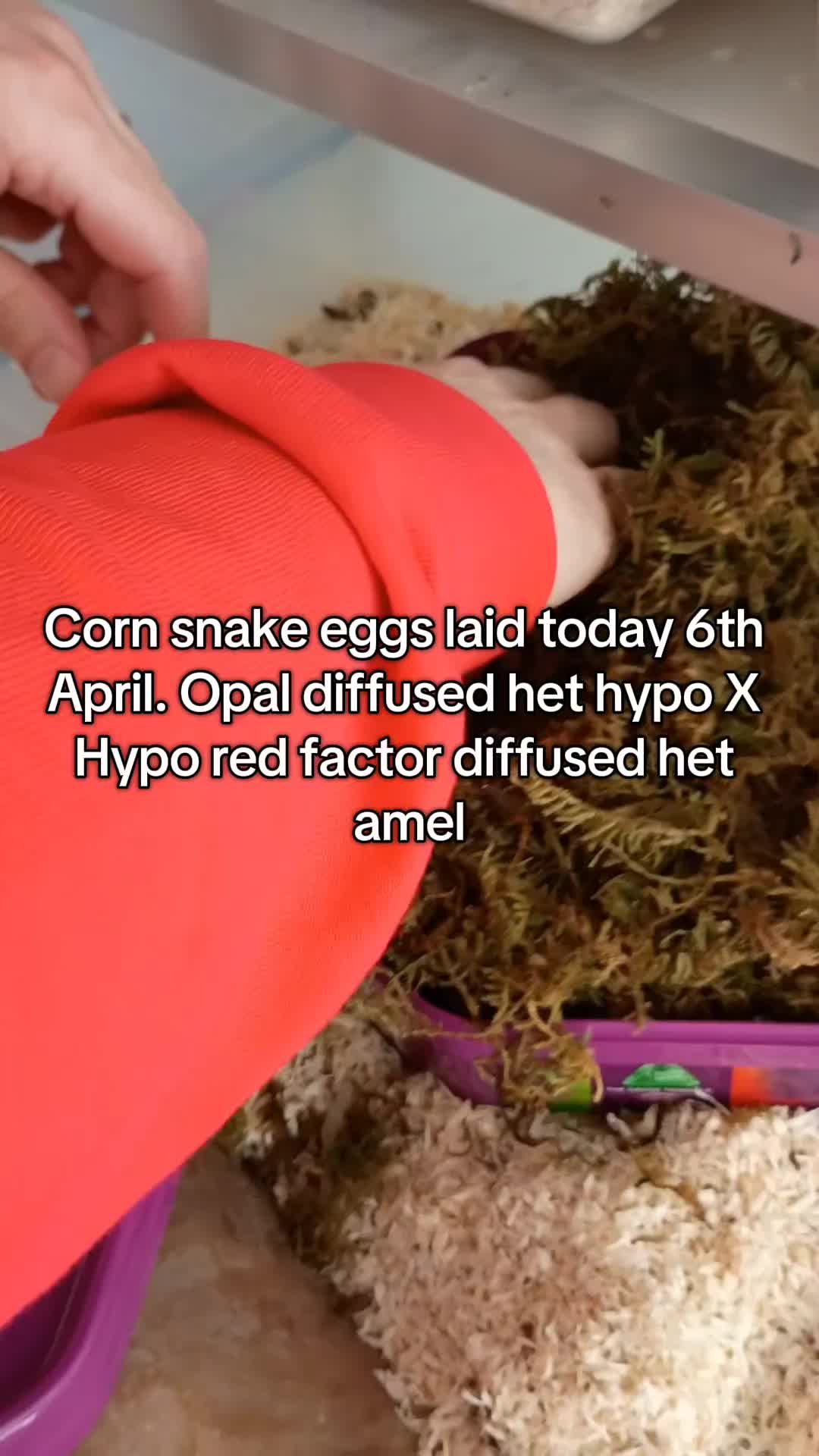 @Eryri Exotics