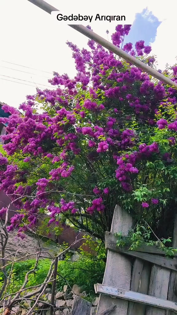 @Anar_Əliyev