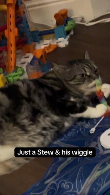 @wigstic