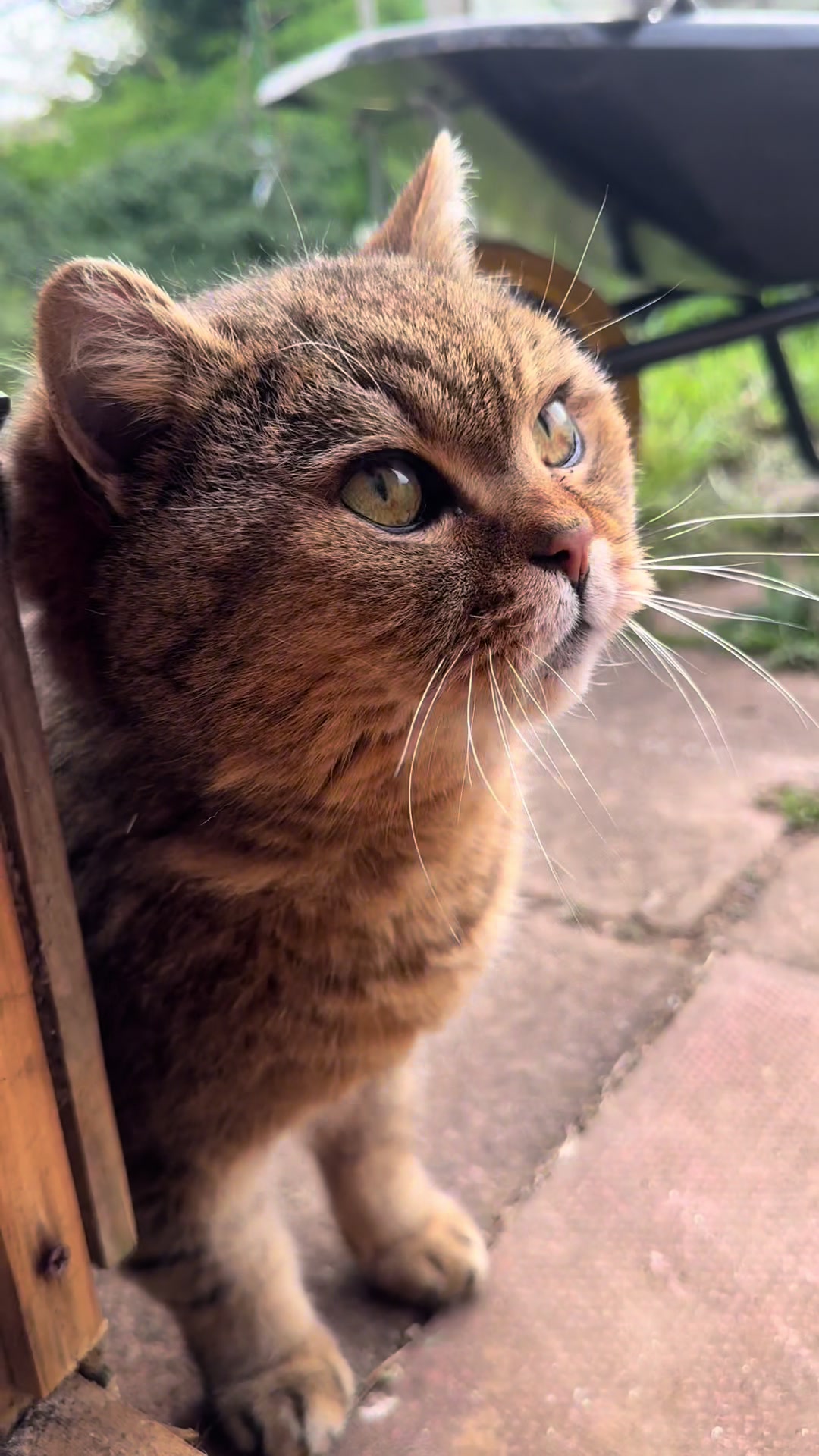 @The Allotment Cat Wildlife