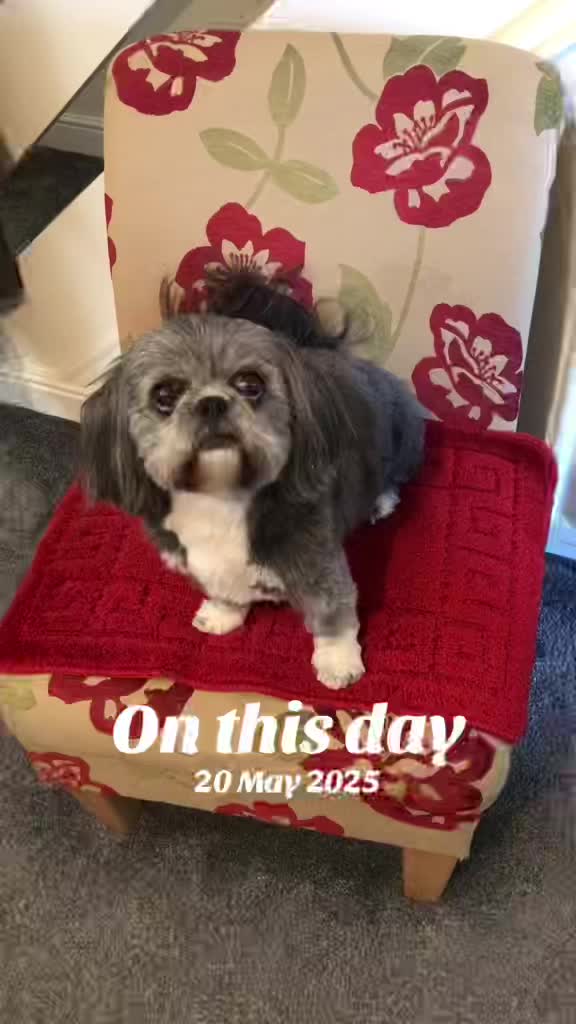 @Mimi the Shihtzu