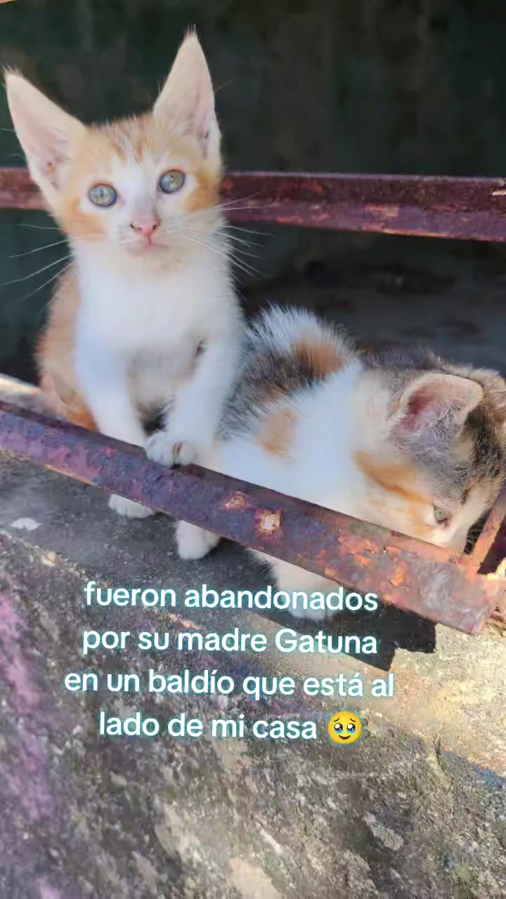 @Yayive Sánchez