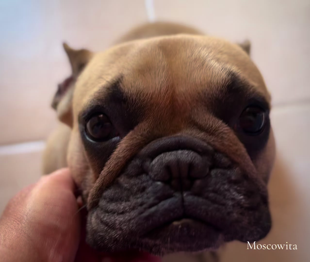 @Bosphorus Bulls French Bulldog