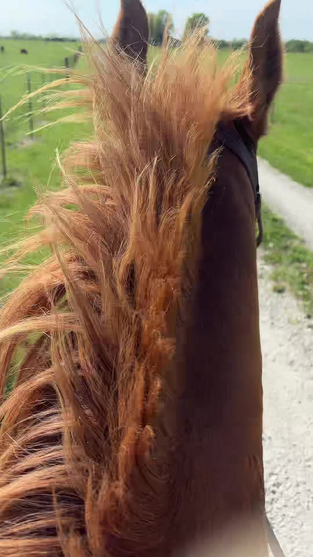 @That one horse girl