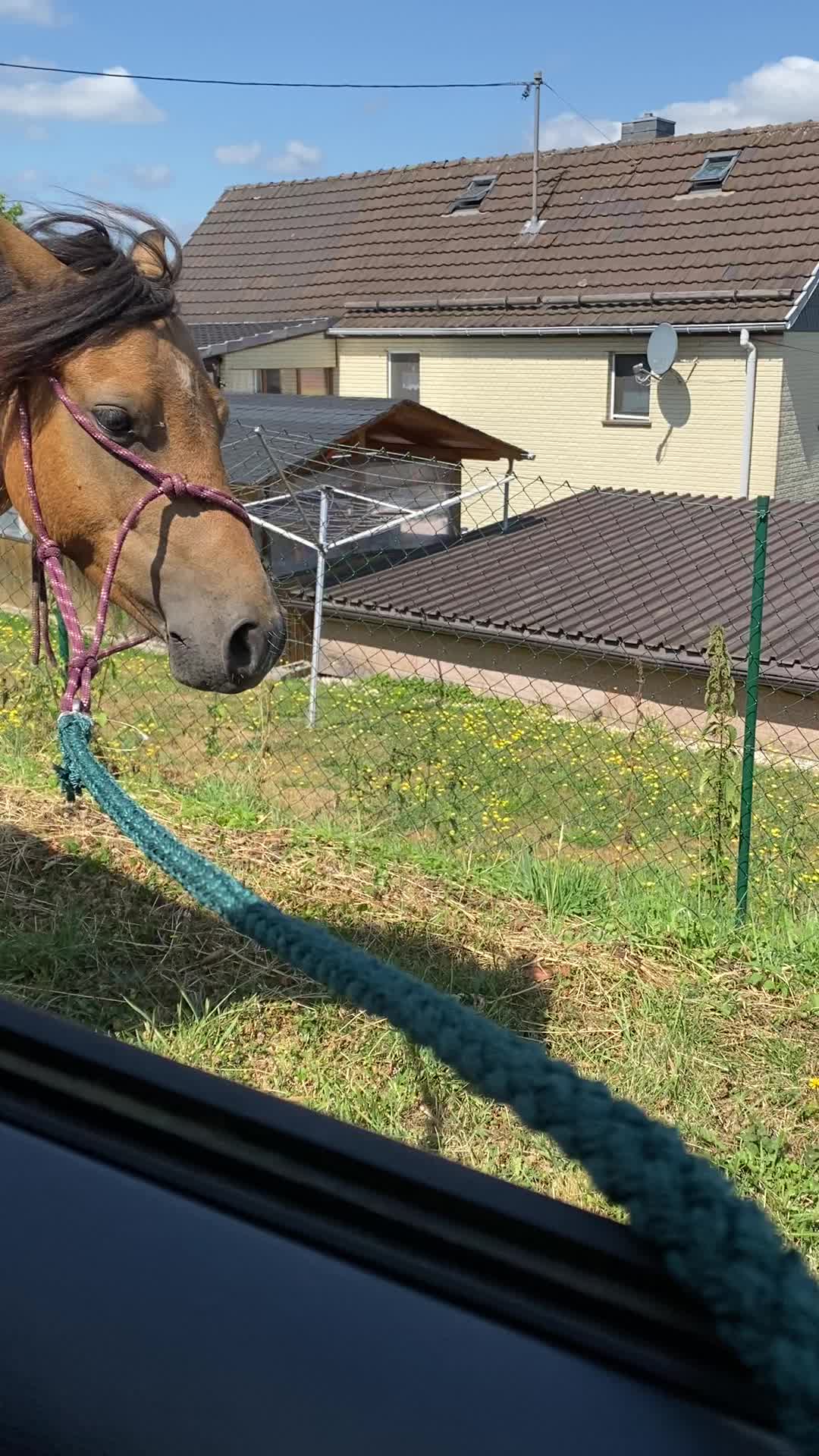 @Sarah and her Ponys and dogs