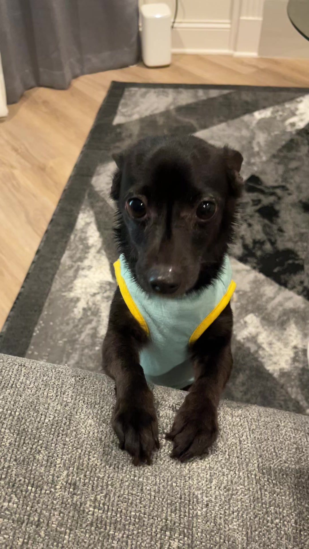 @Blackjack_Chihuahua