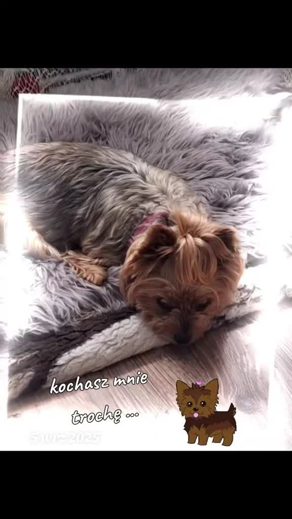 @Małgosia🐻💋💞,🐕💔