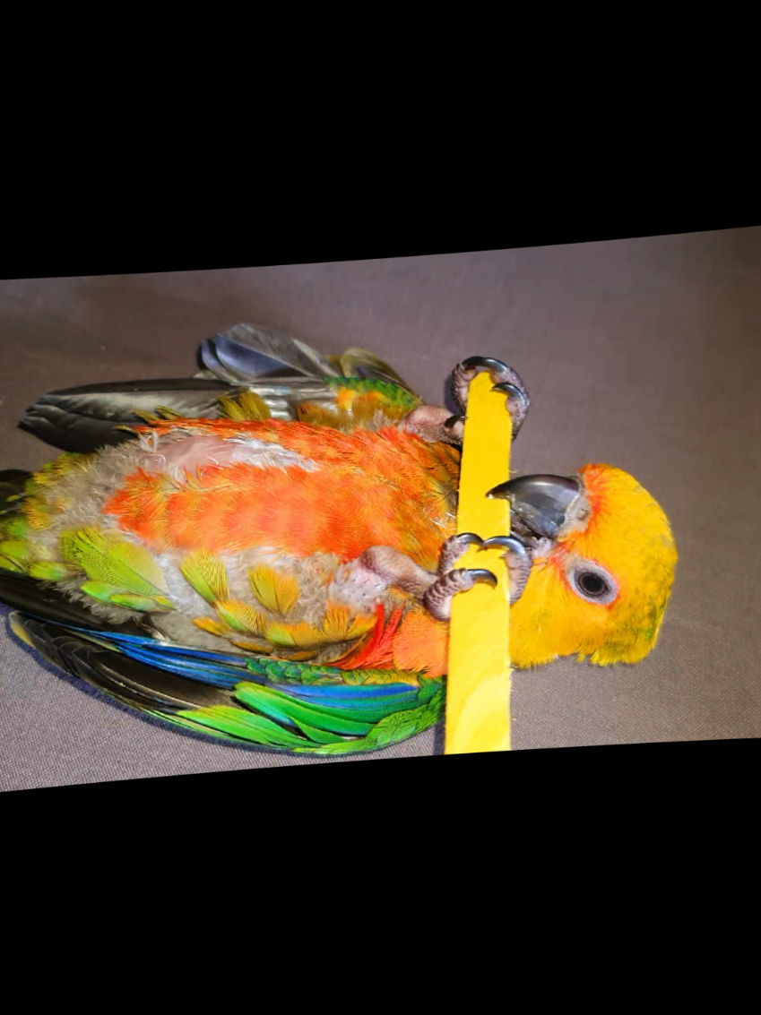 @B for birds