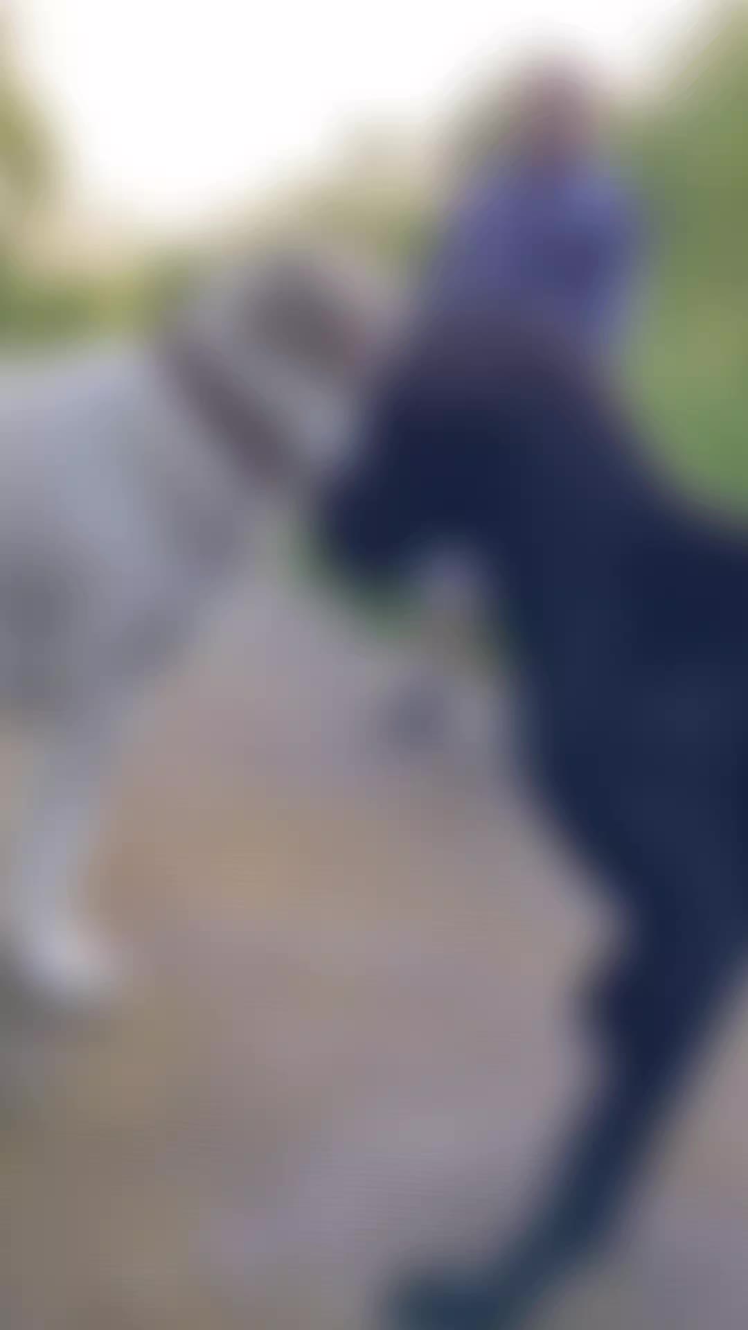 @Deutsche-Dogge