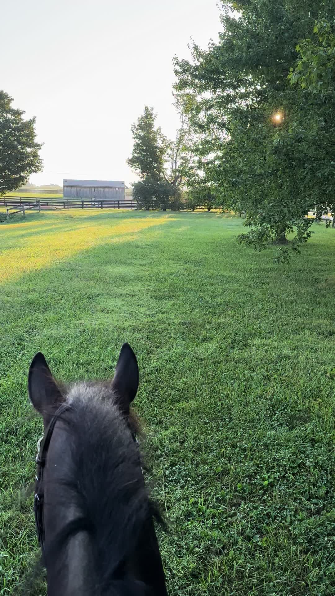 @KY Dressage Queen