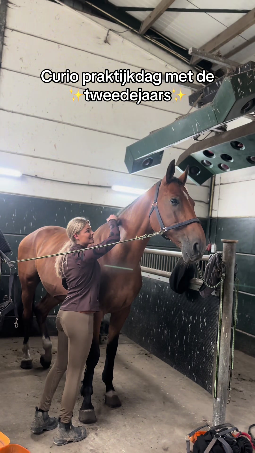 @Paardensport & -houderij Curio