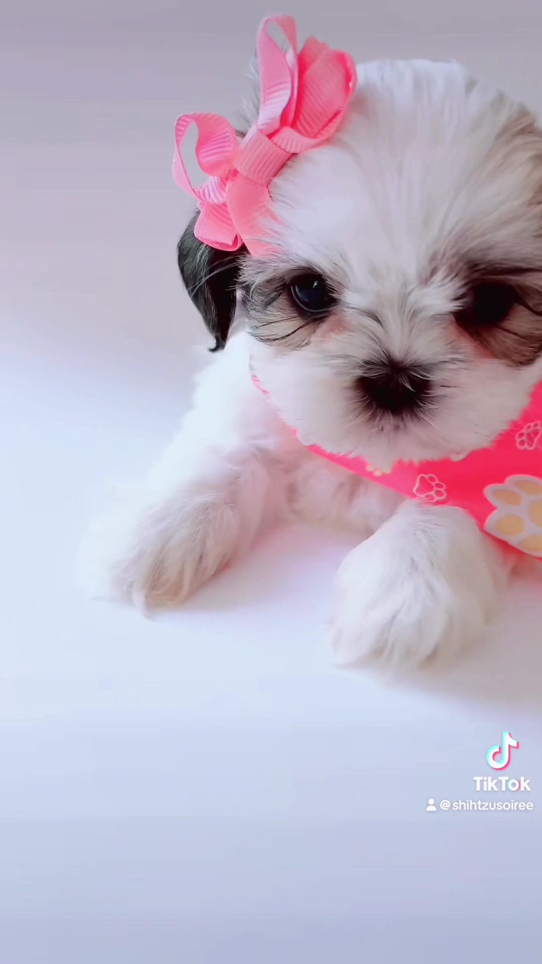 @SHIHTZU SOIRÉE
