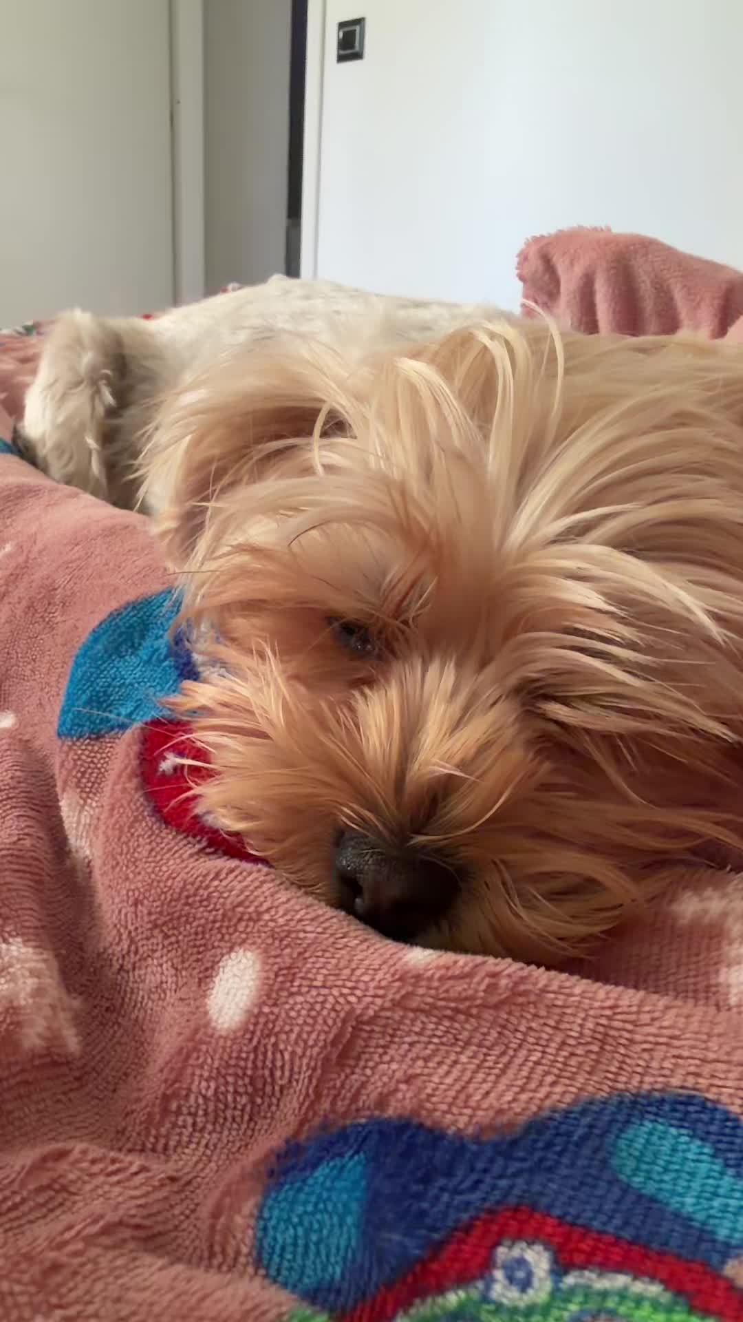 @🐶Bella&Mila🐶