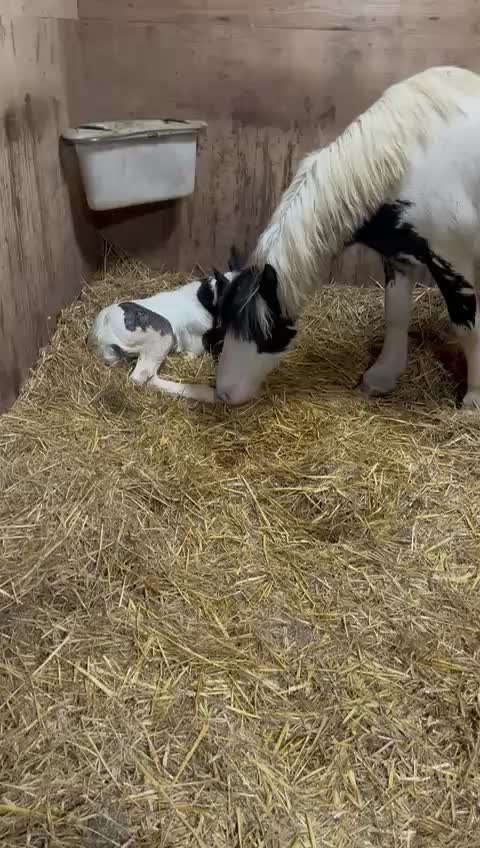 @Alfie & Daisy-May 💙🐴❤️🌻