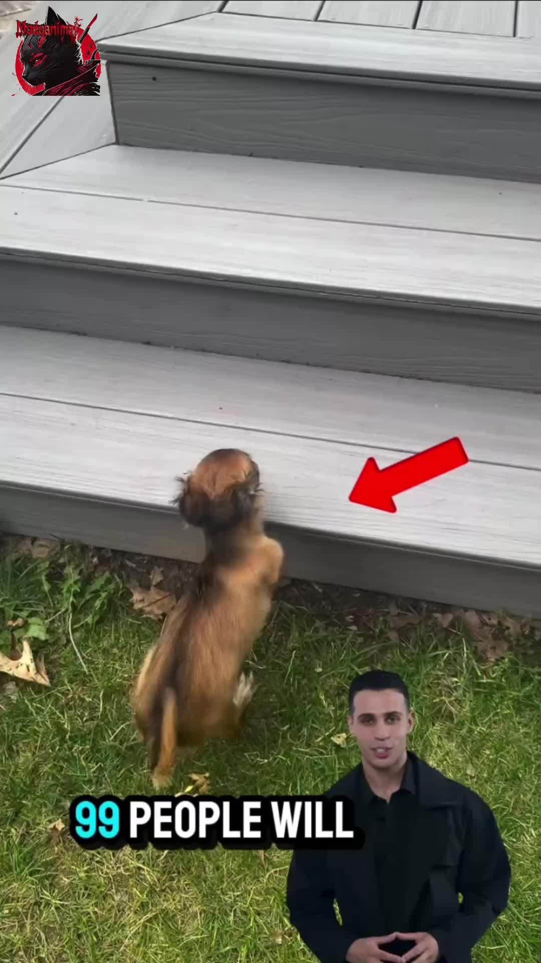 @Modoanimal