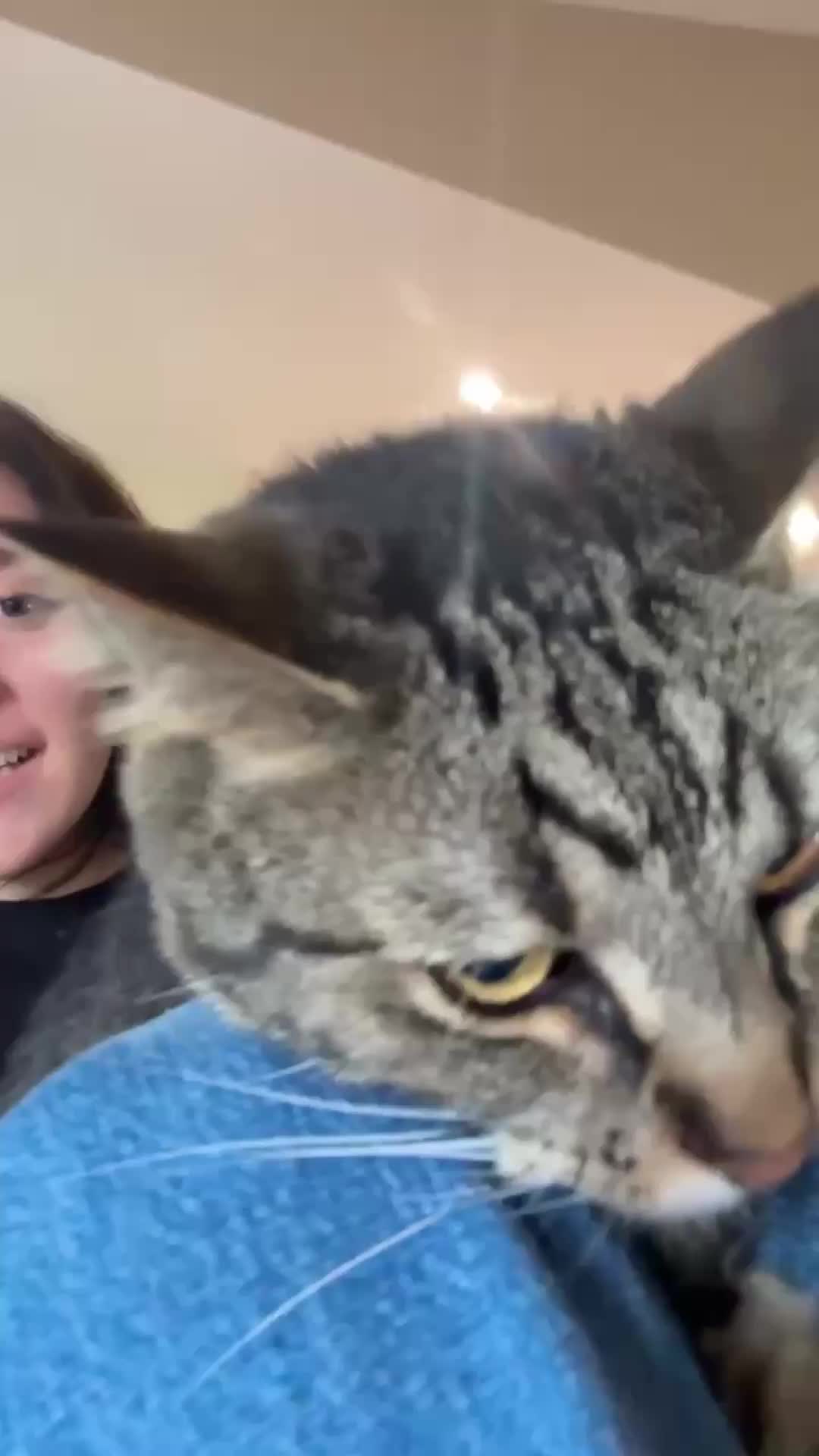 @Chip The Manx