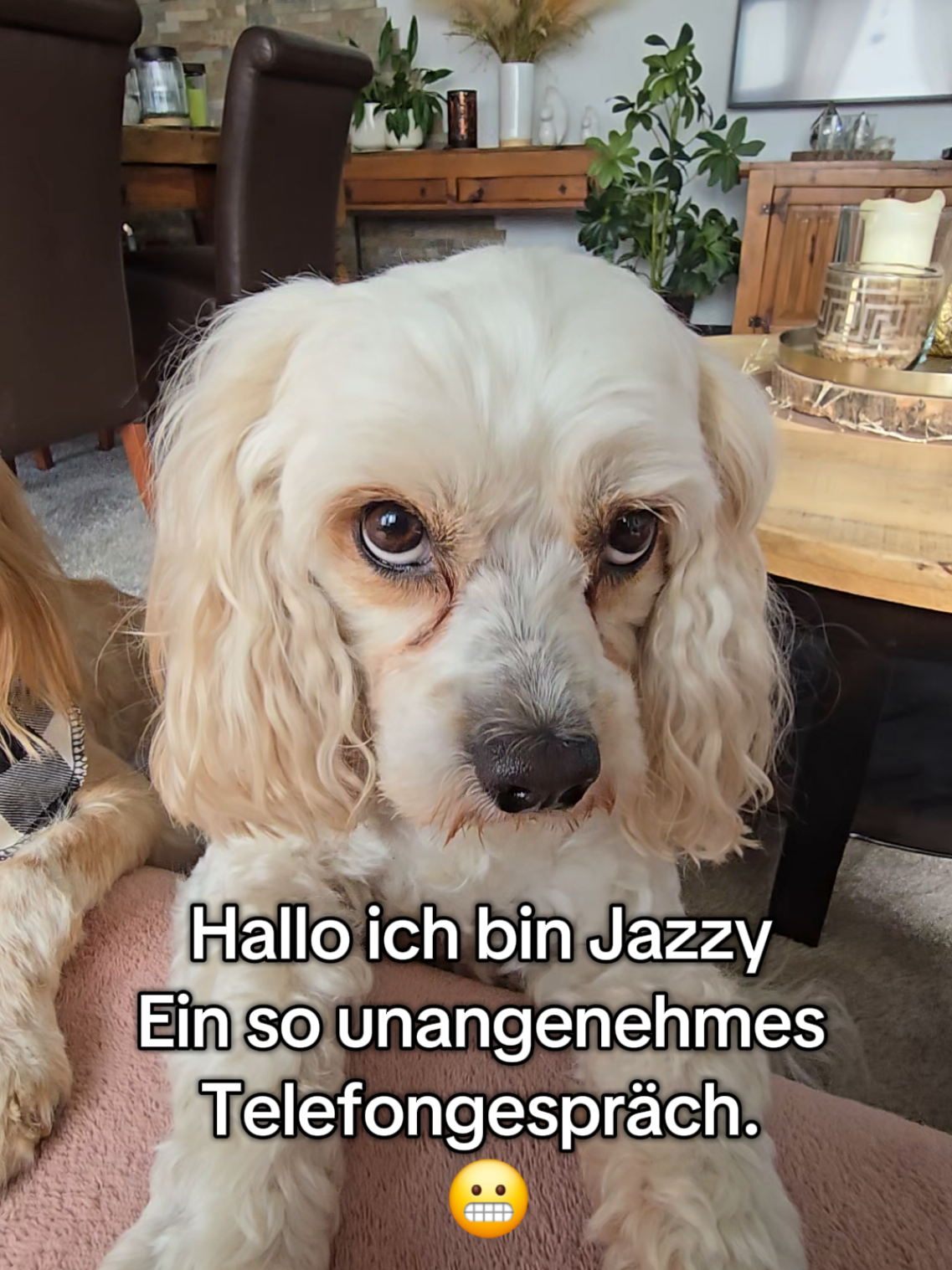 @Jazzy&Oscar's Hundeblog
