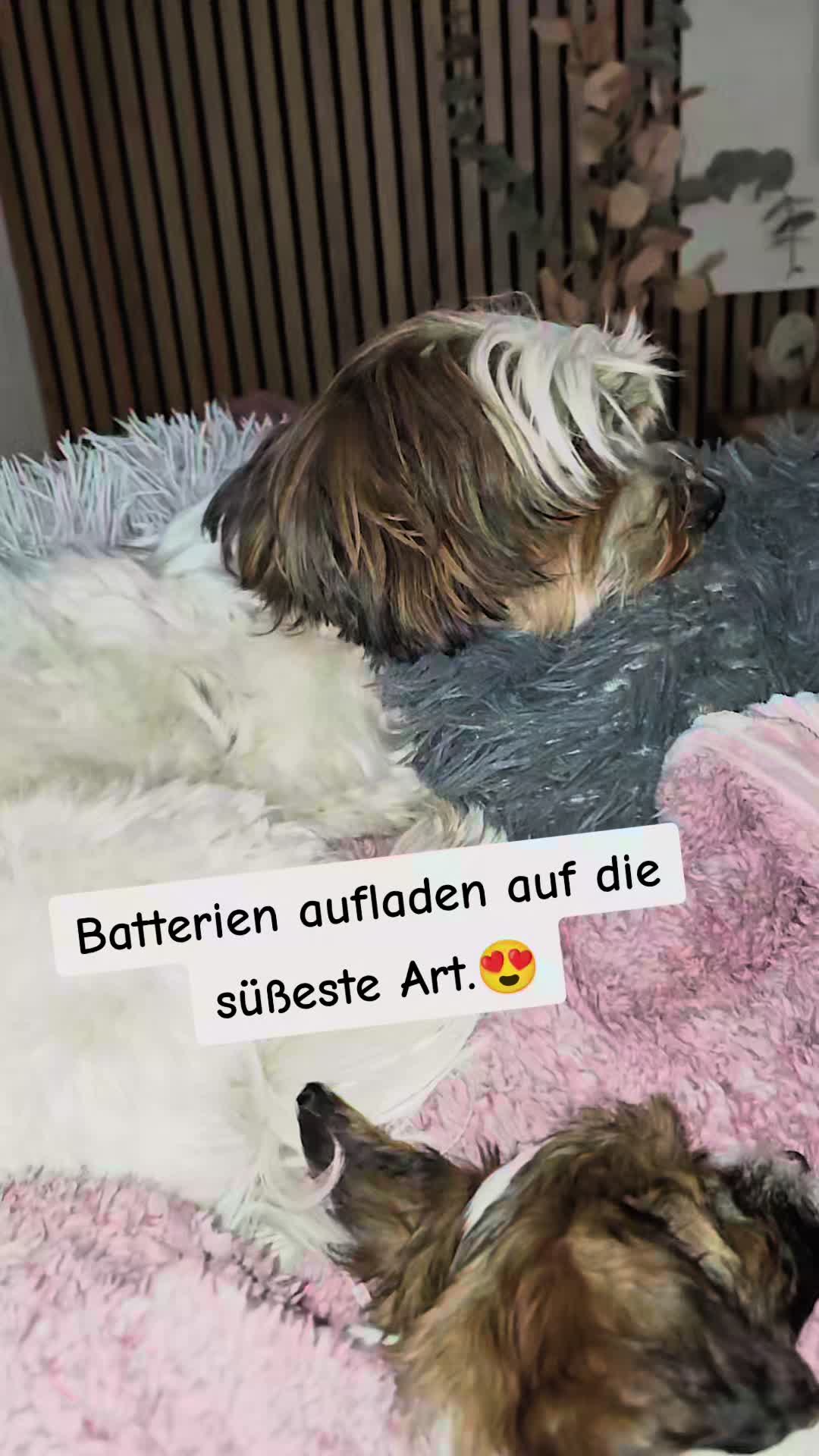 @12Pfoten&die Fellnasenmanager