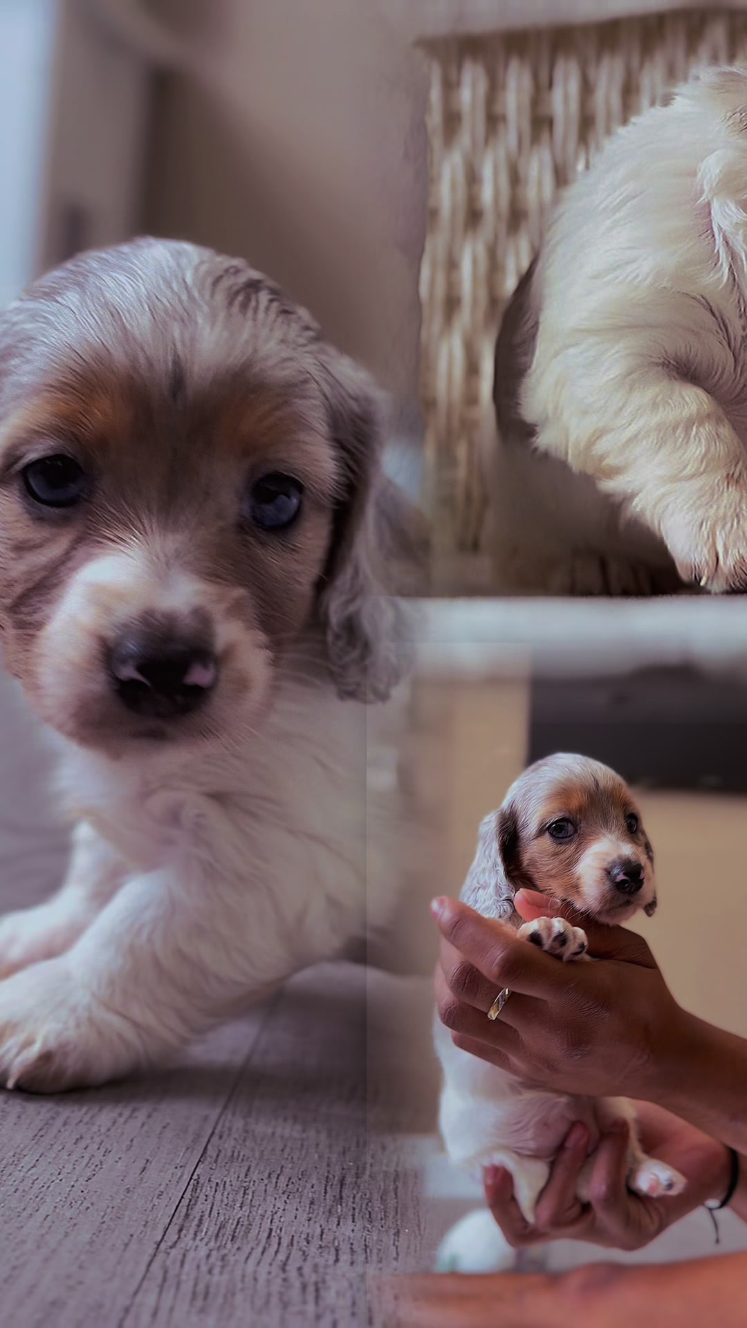 @DynastyKennels