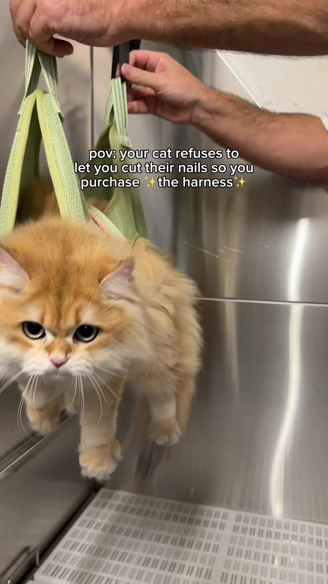 @Cleo the City Kitty