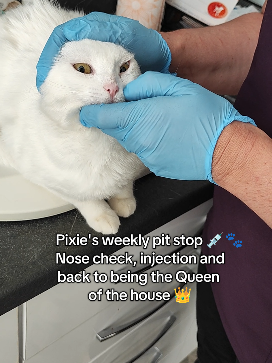 @Fluffy - the persian cat