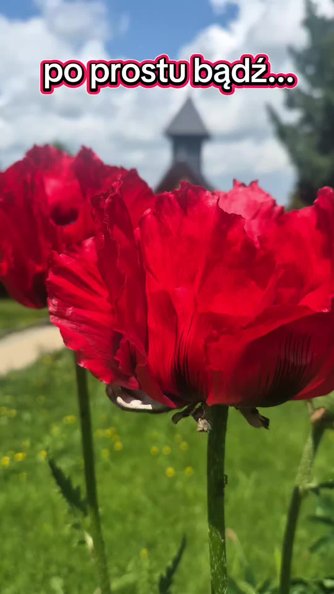 @Śladami Zebry