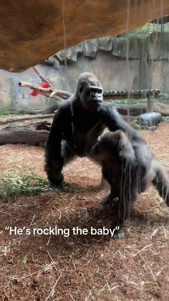 @animalmemester