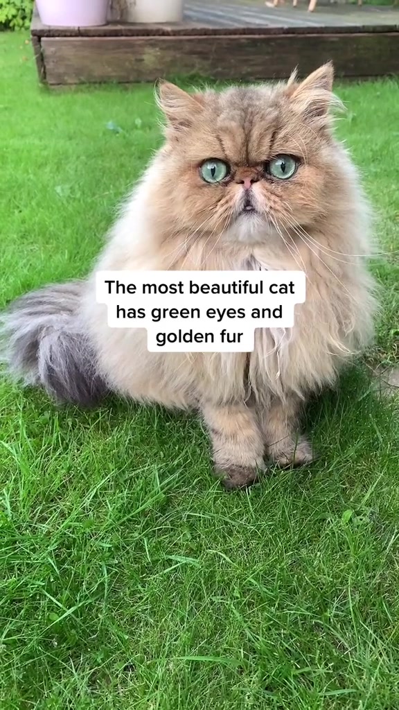 @Dutchkittycat