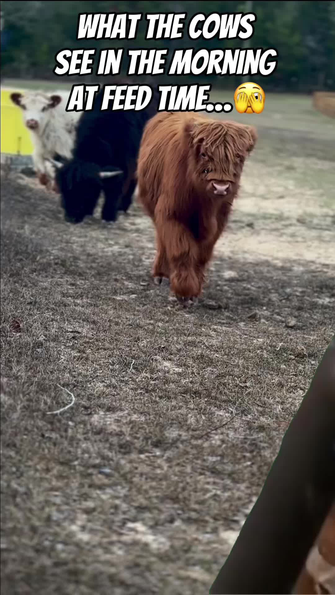 @WildernessRanch