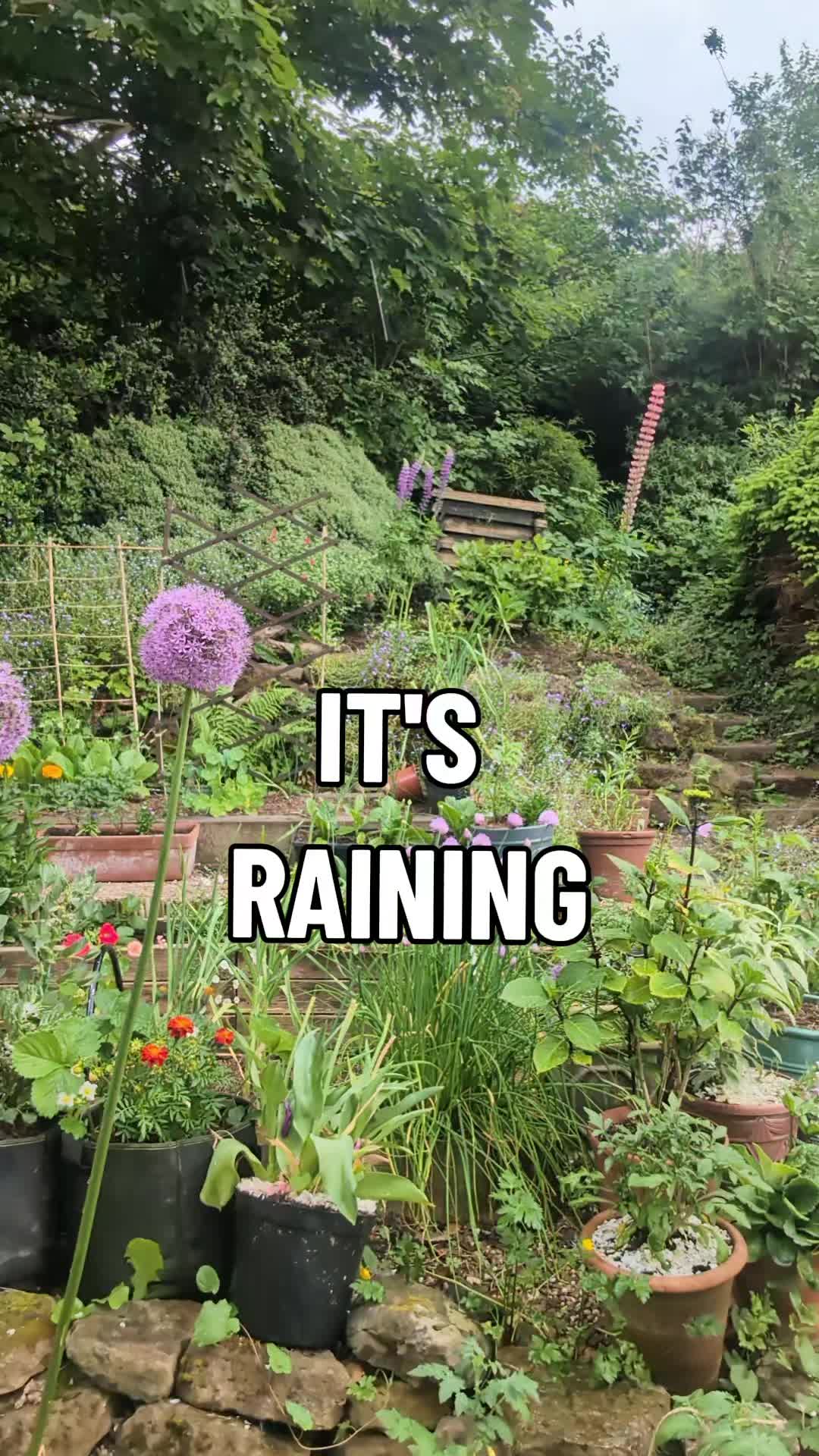 @Steady Going Gardener 🌸🌿