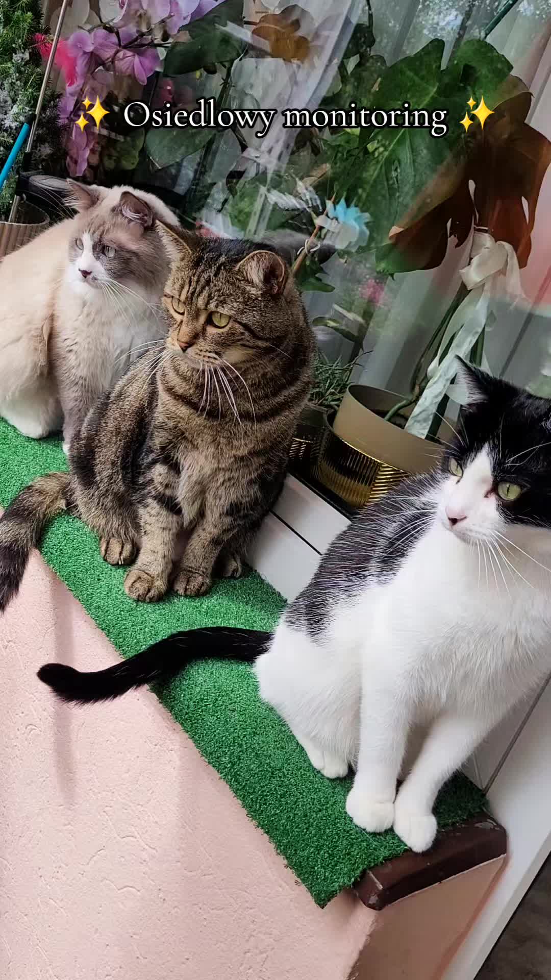 @😻Ekipa Świrka 😻