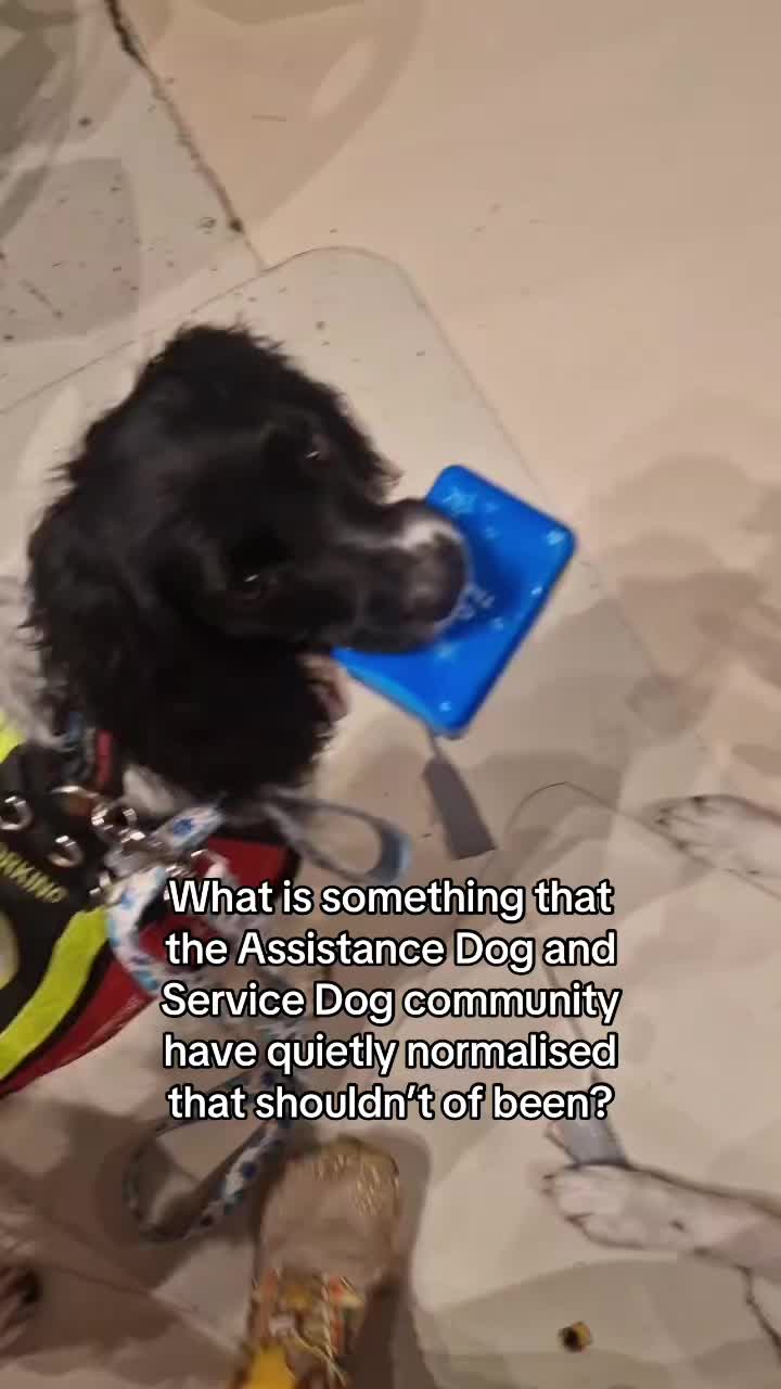 @Infinity Dogs CIC