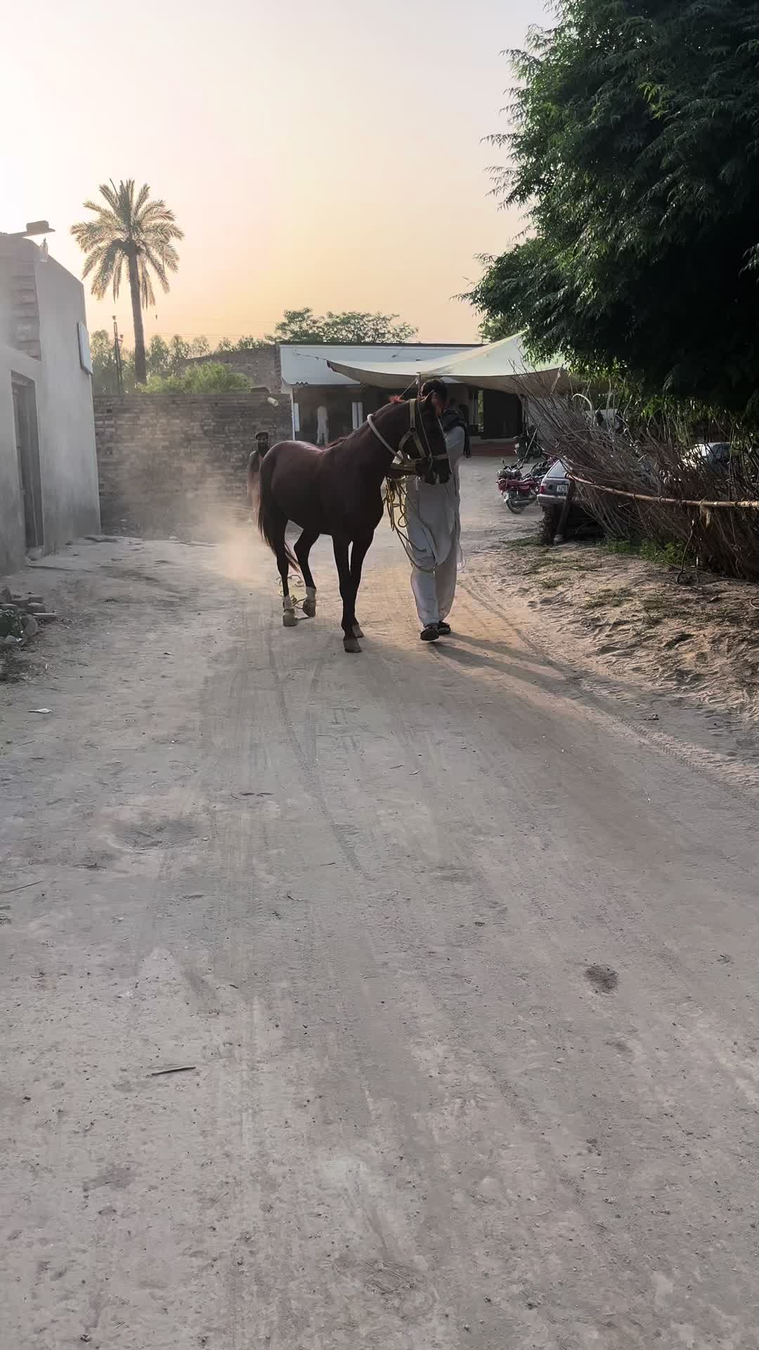 @Malik Ali Abbas Saggu🔥
