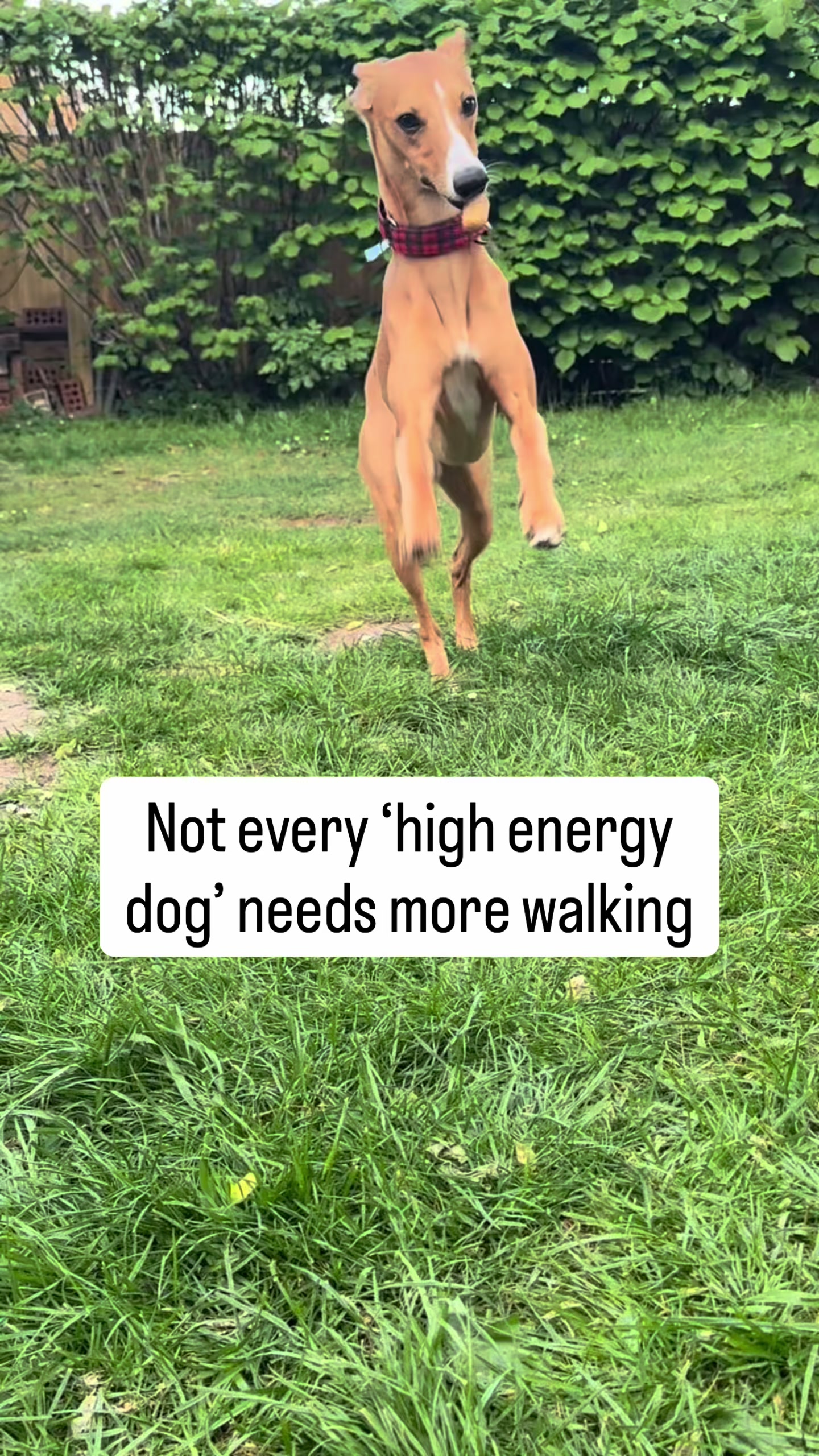 @Sam and her whippet