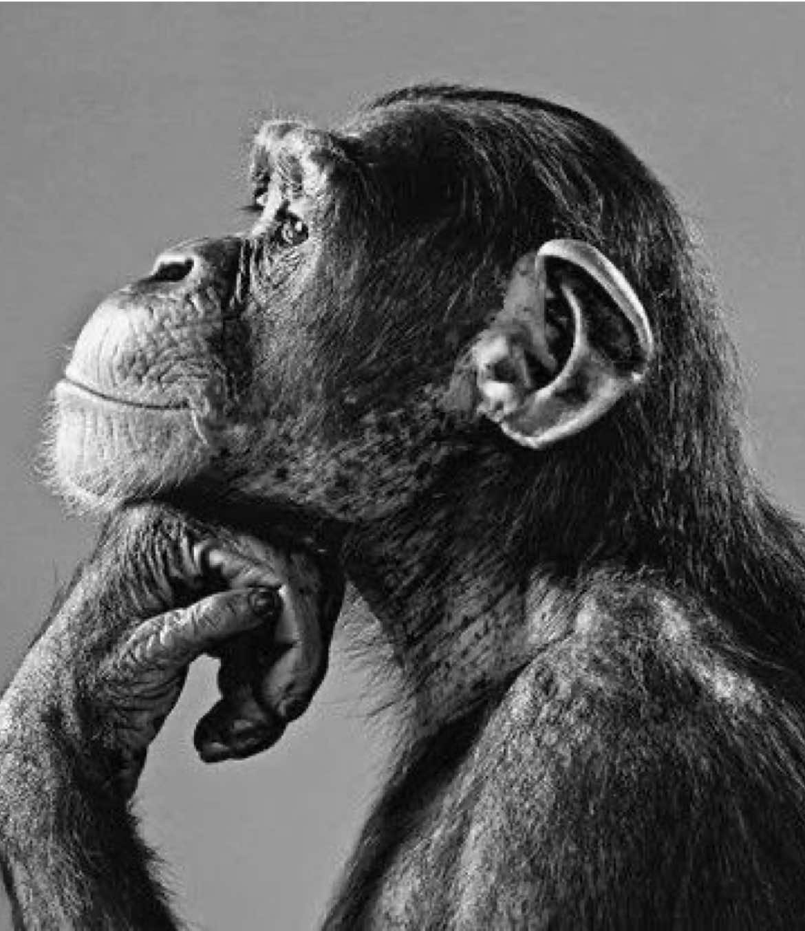 @Poeticallynxura