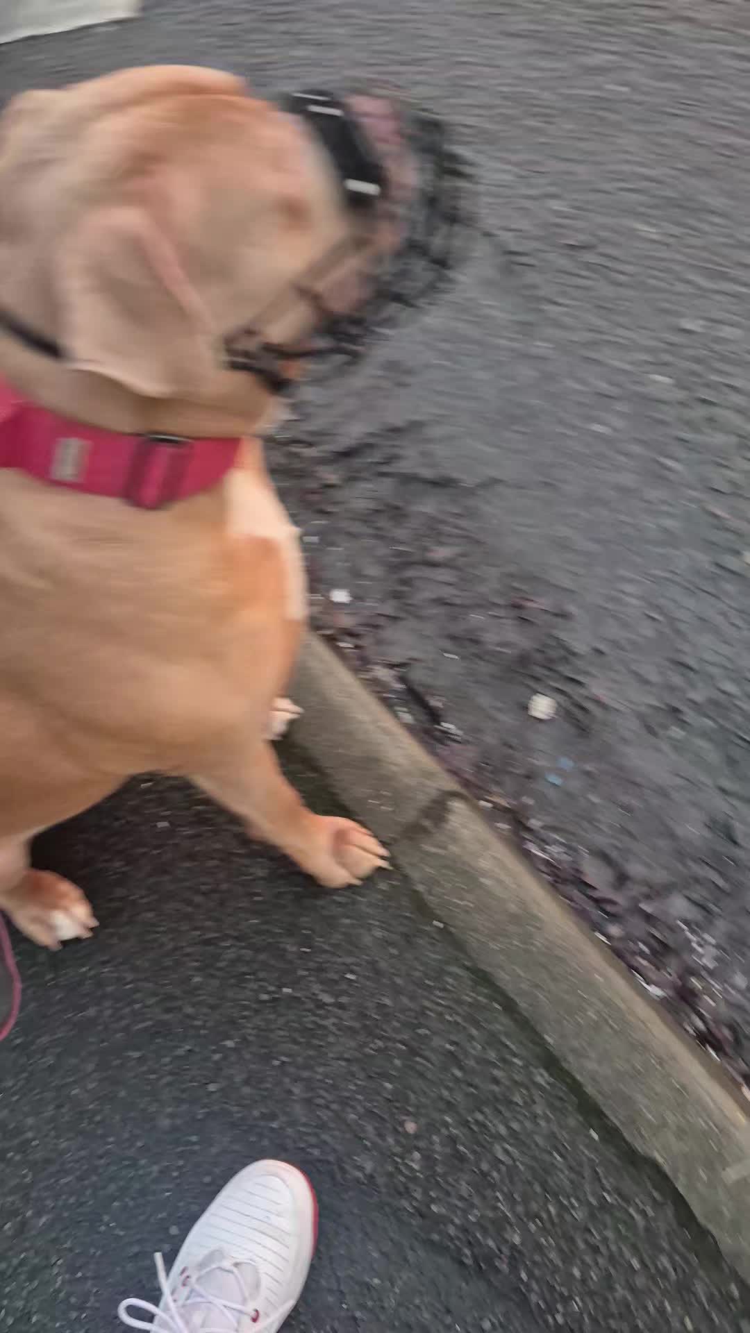 @Zeus.Bella1