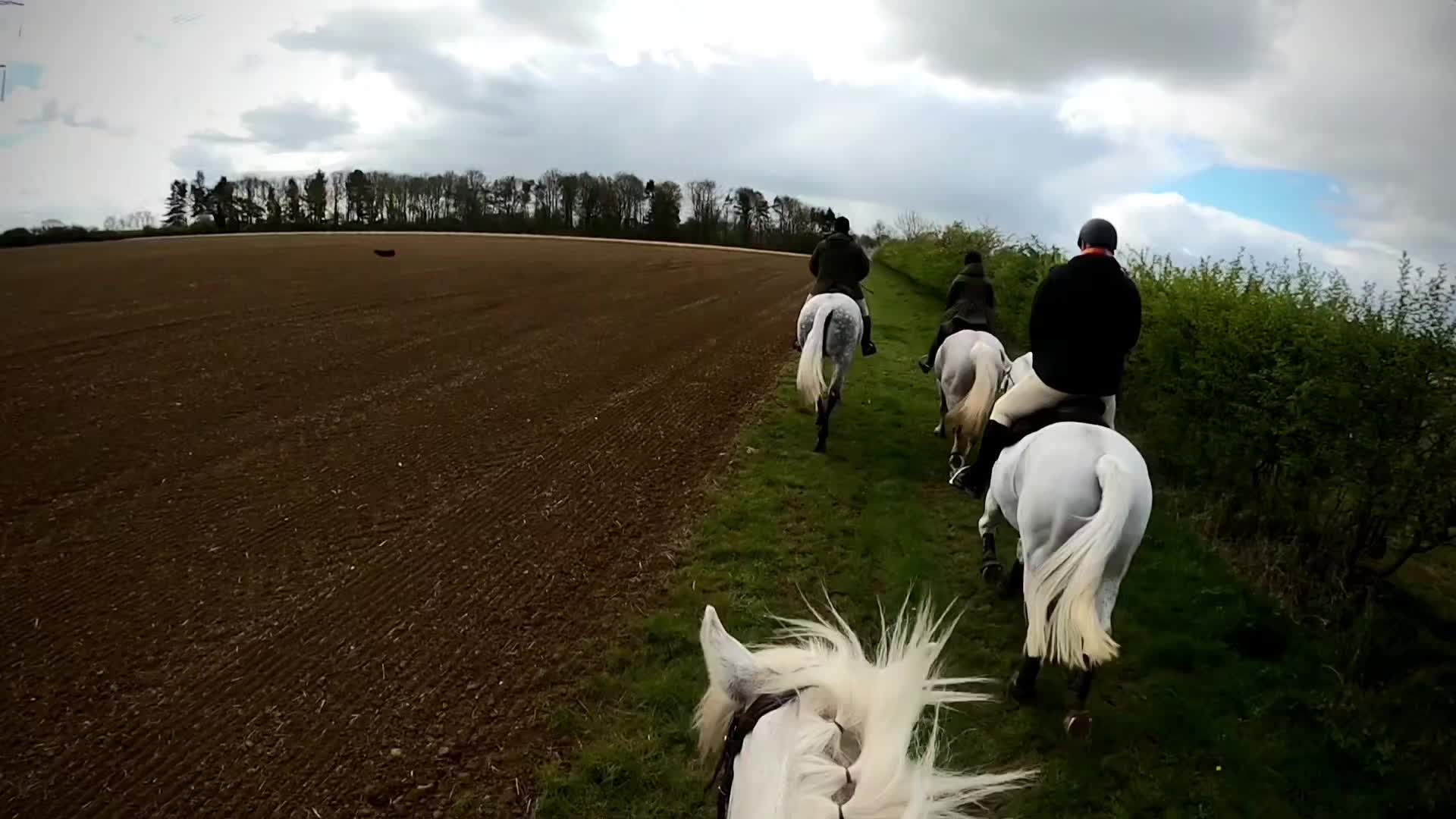 @Chase Gate Equine