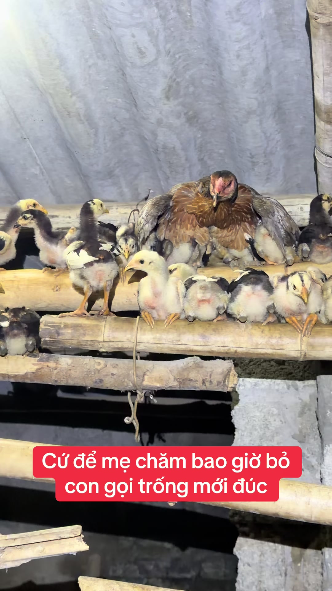 @Quyền Ba V&igrave;