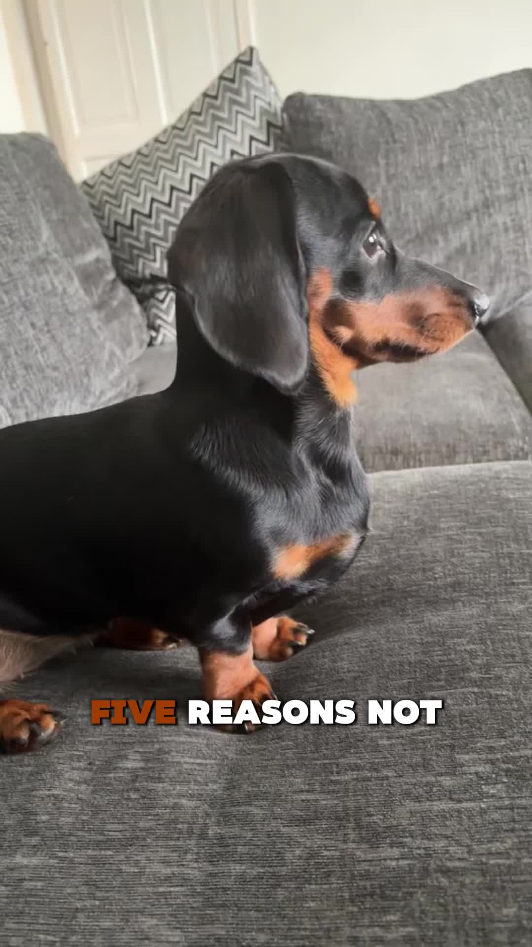 @PawblemsDaily