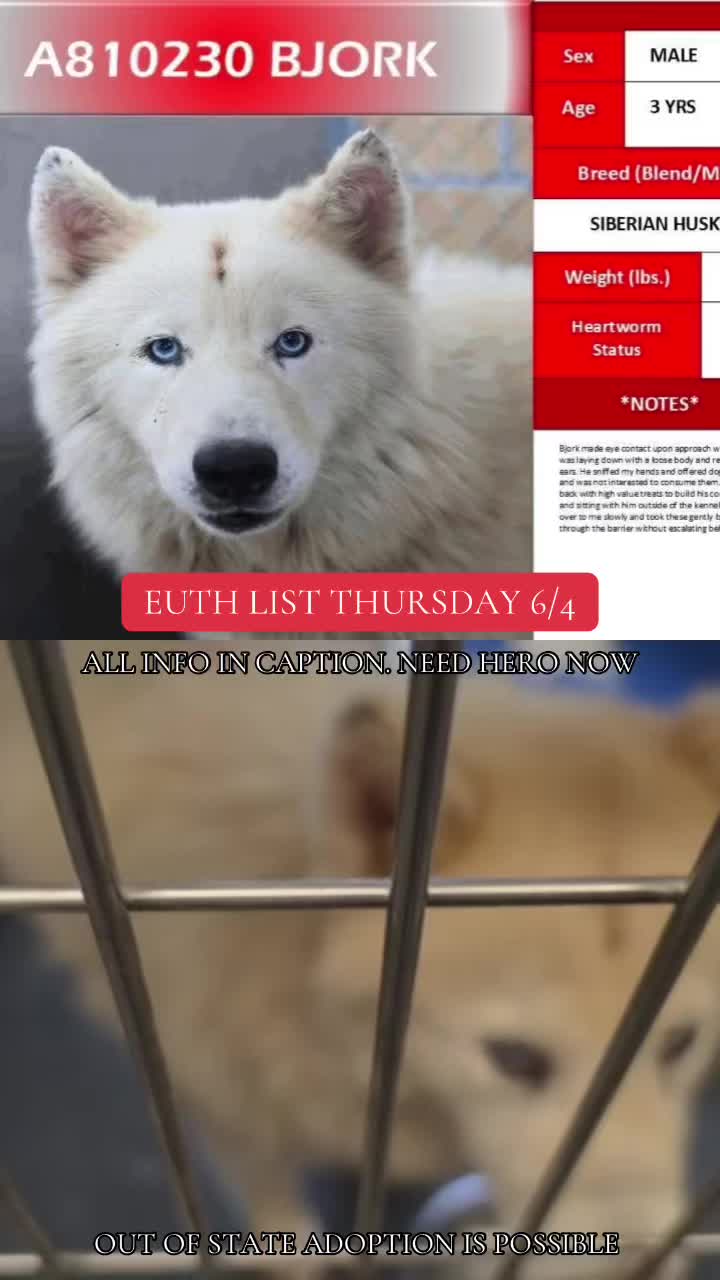 @@rescuedogs911