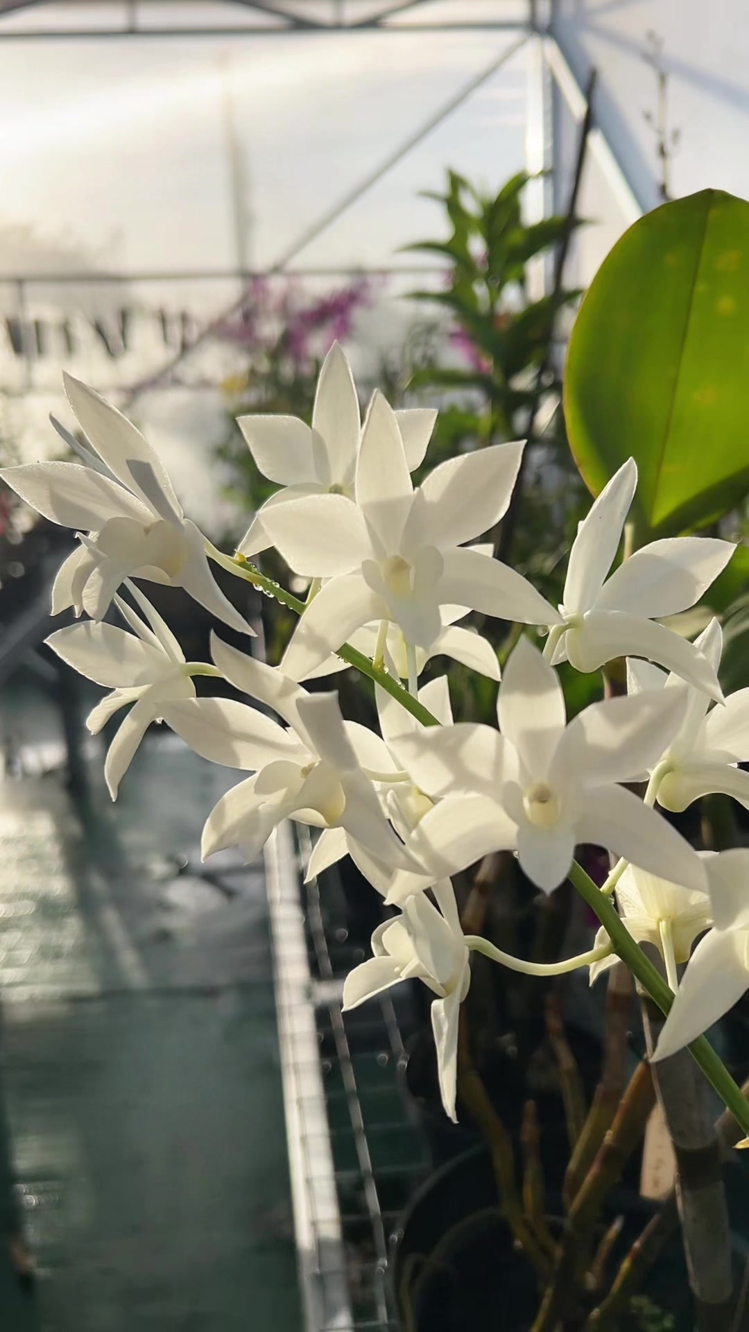 @Anggina Orchid