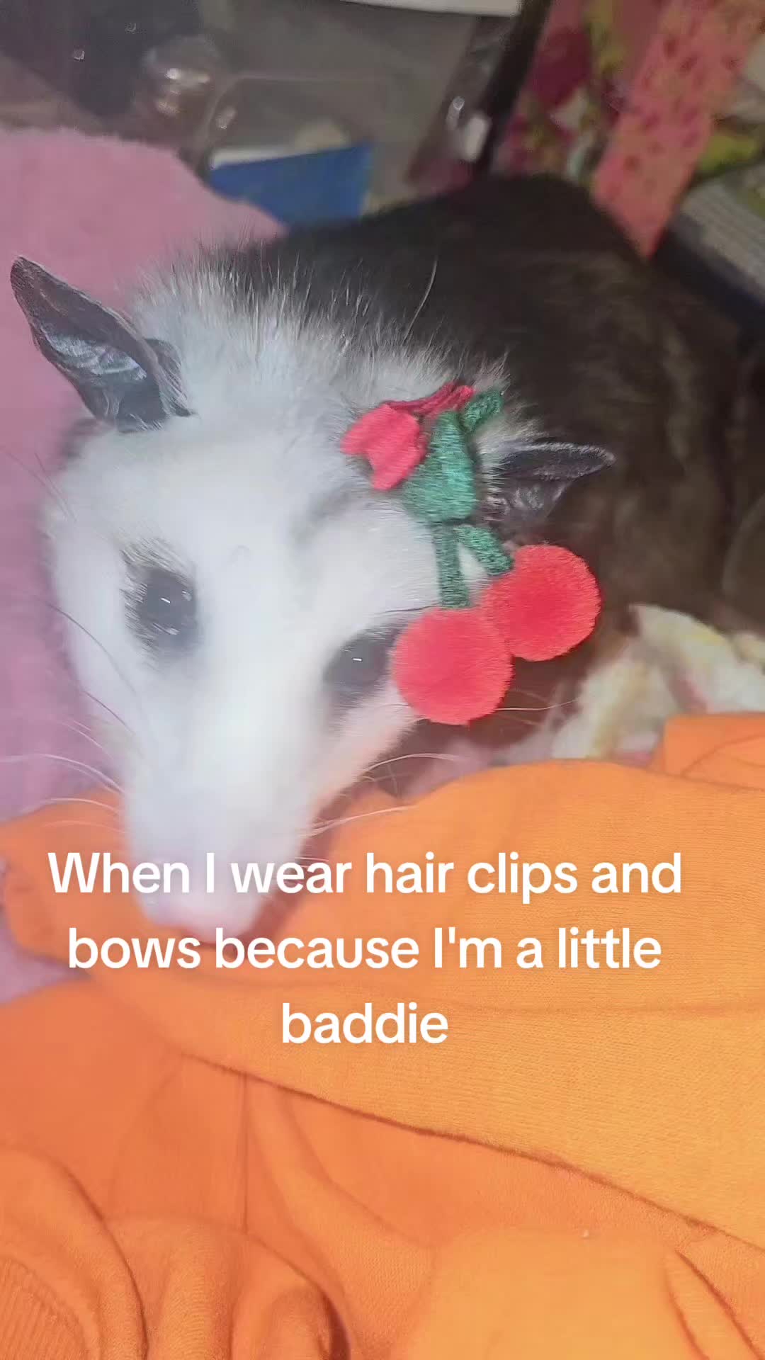 @OPOSSUM/DOG MOMMA Dea