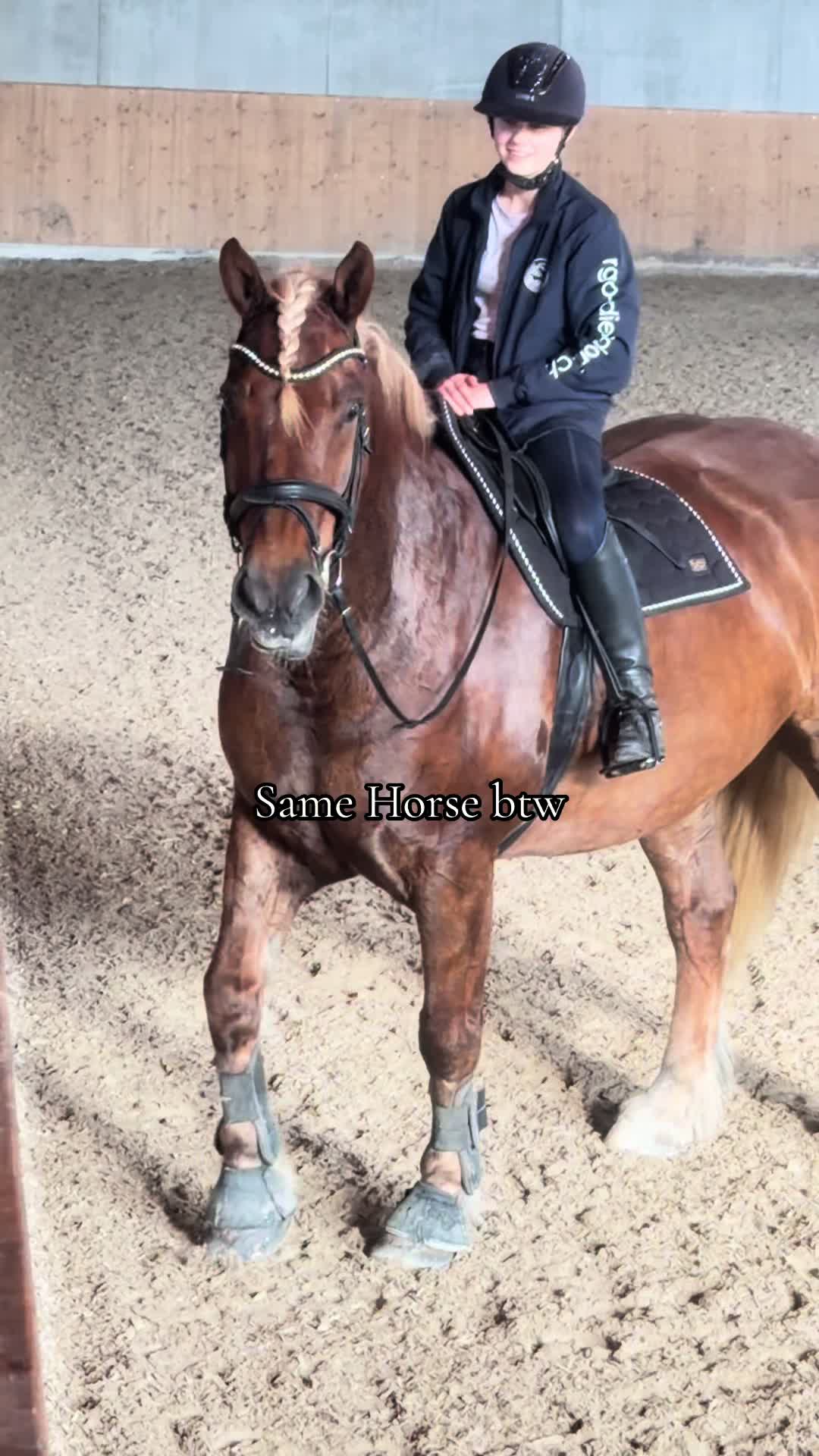 @_.coldblood.dressage_
