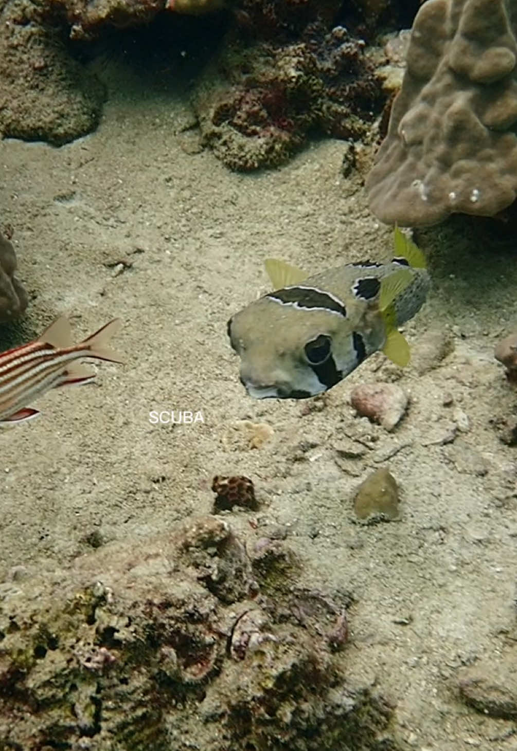 @Sandra | Scuba girl ๐ฉ๐ช๐ฌ๐ง