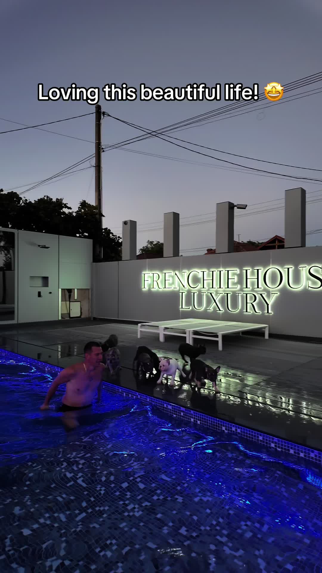 @✨Luxurious Frenchie House✨