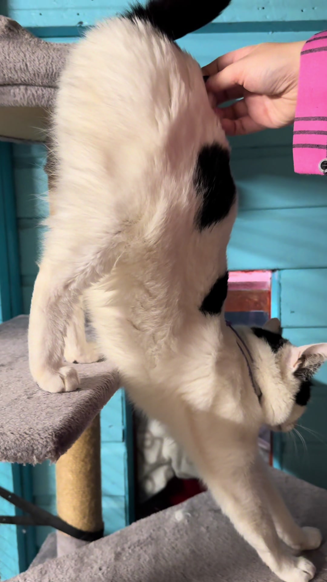 @swalecliffecattery