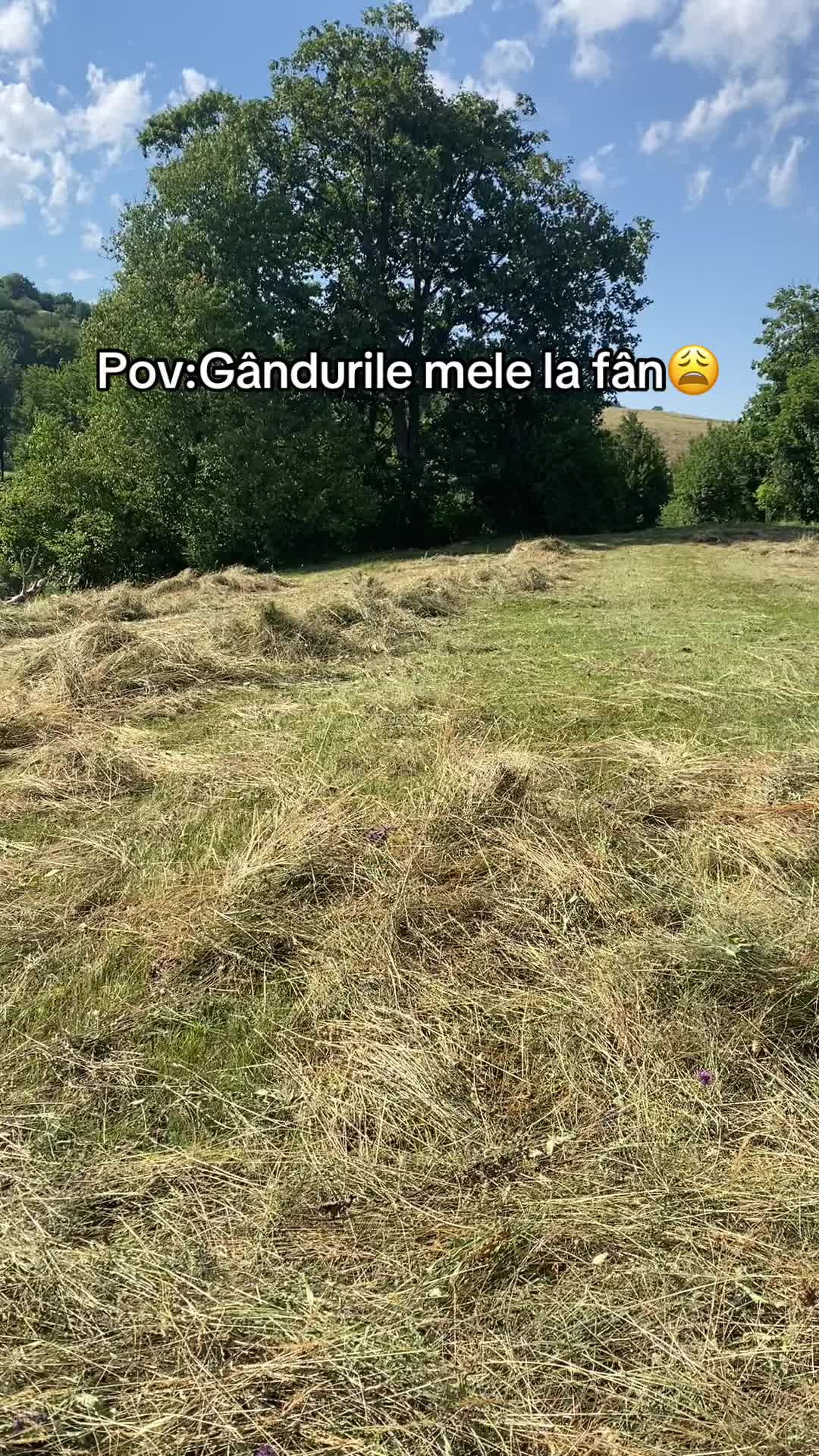 @Bonca Dorina