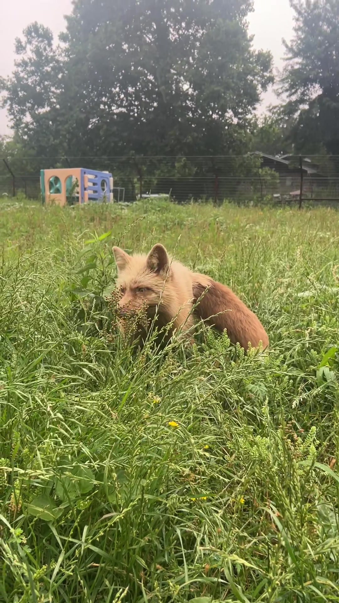 @Clevyr Creatures Fox Sanctuary