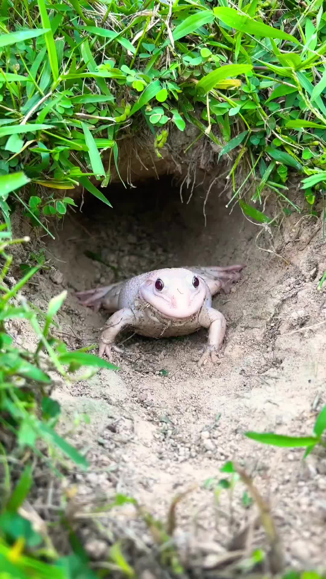@frog official