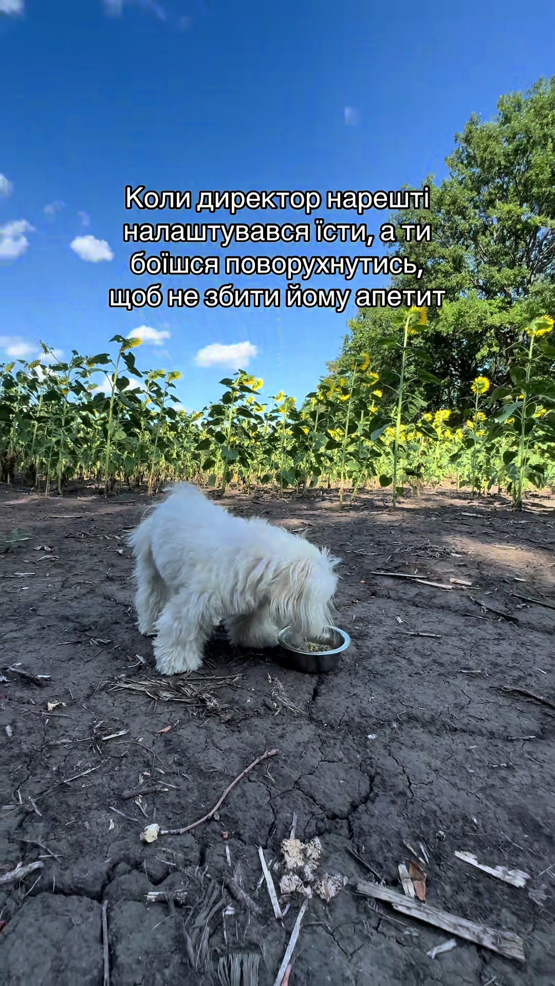 @I'm Eti 🐶🇺🇦